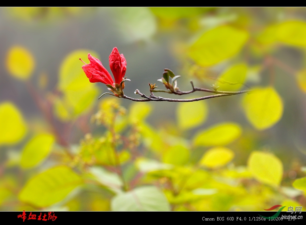 啼血杜鹃红胜火