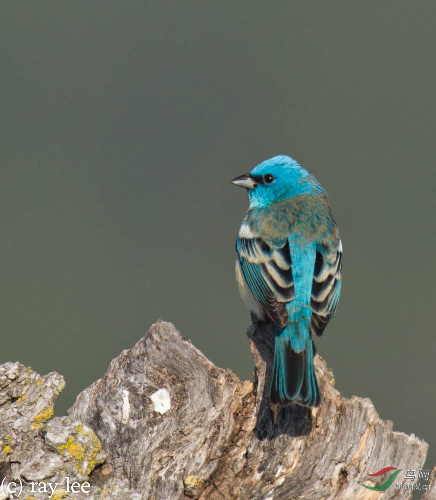 青金石鹀lazulibunting