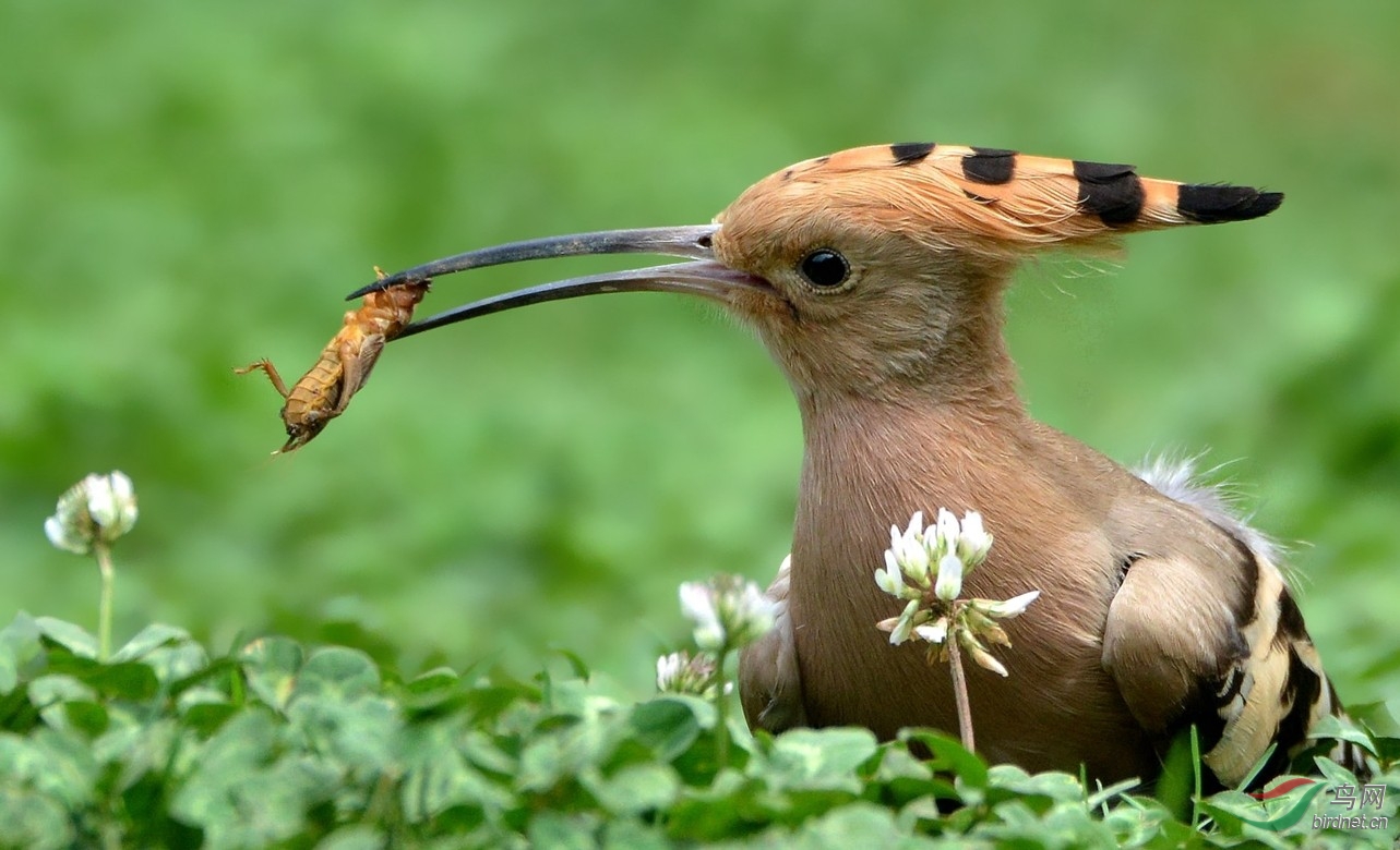 【捕虫能手---戴胜】----------紫光耀华