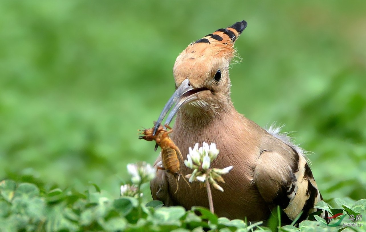 【捕虫能手---戴胜】----------紫光耀华