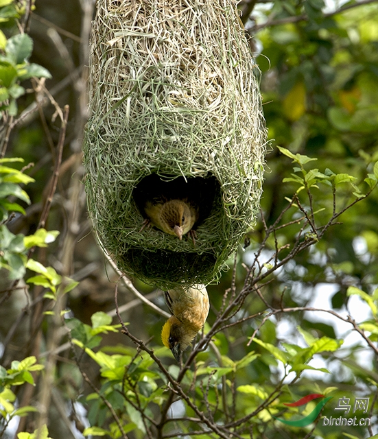 马来织布鸟做巢