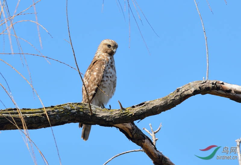 第一次用nikon 300妈妈 f4拍鸟