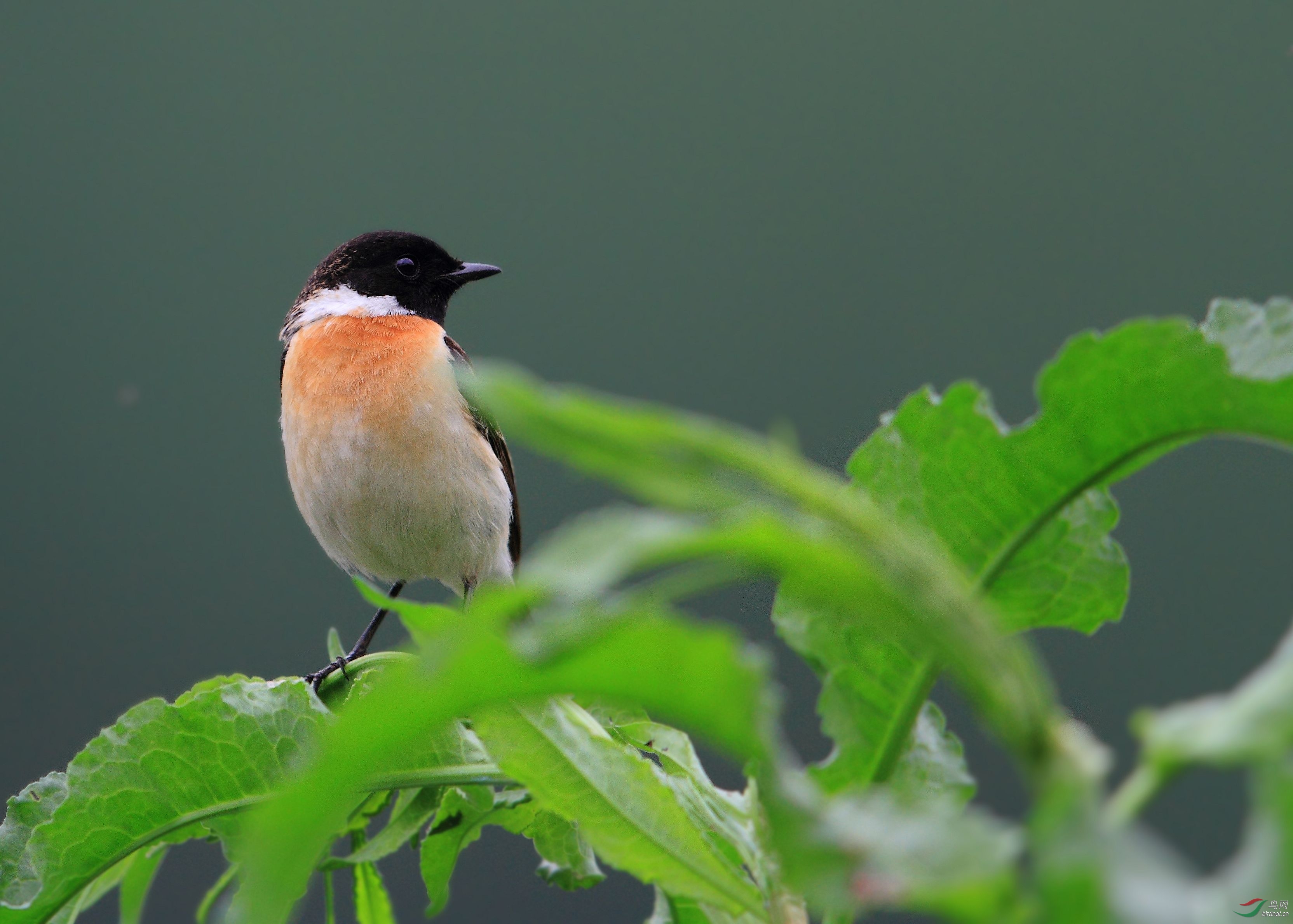 堵河的黑喉石鵖
