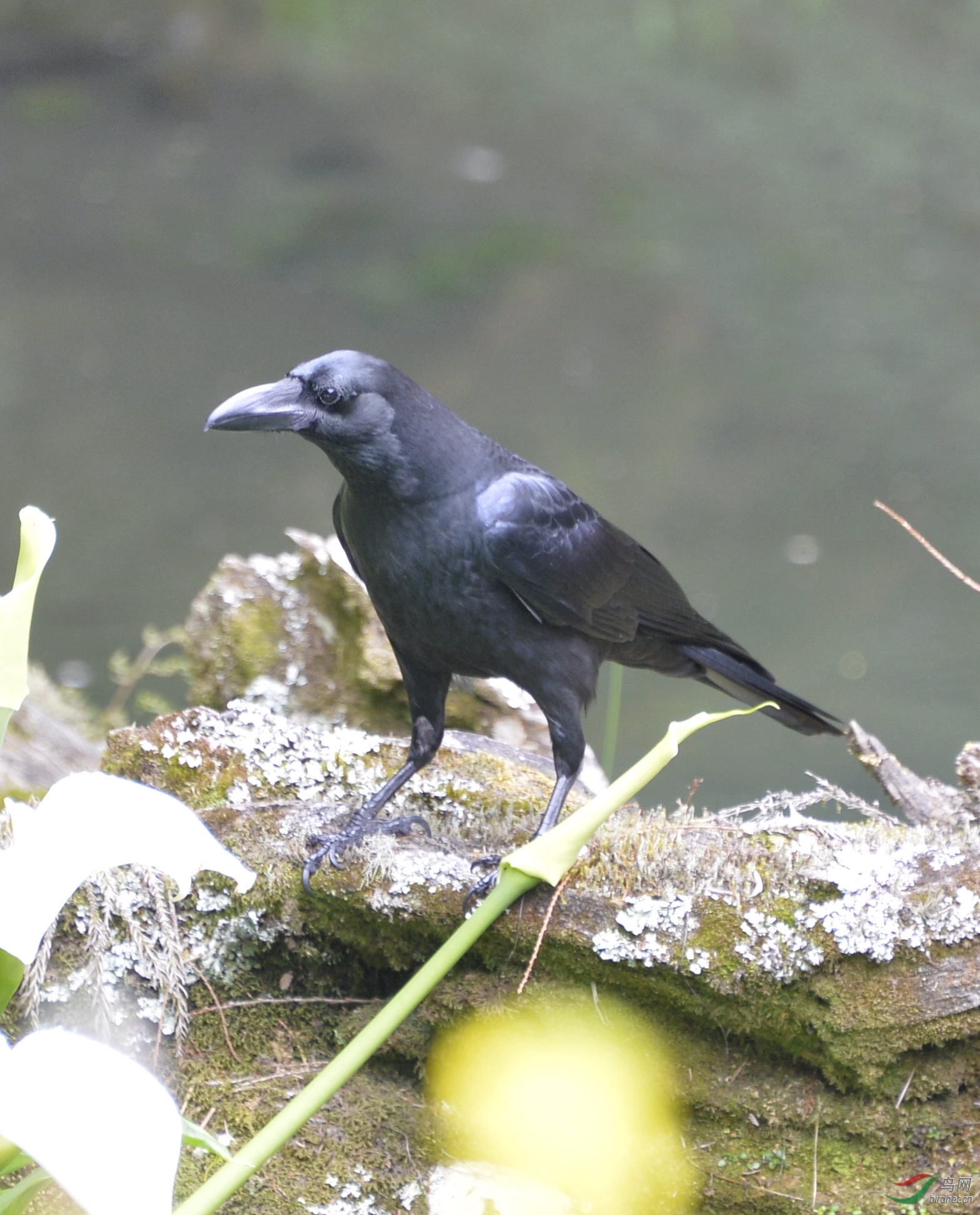 台湾的乌鸦黑得发亮