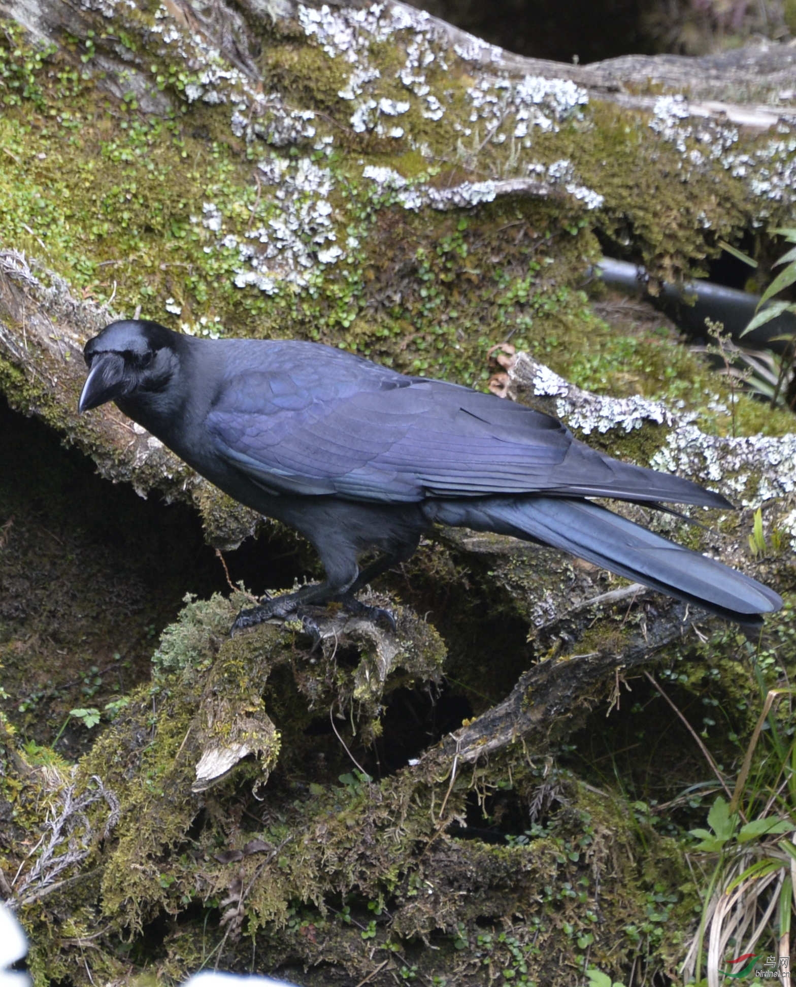 台湾的乌鸦黑得发亮