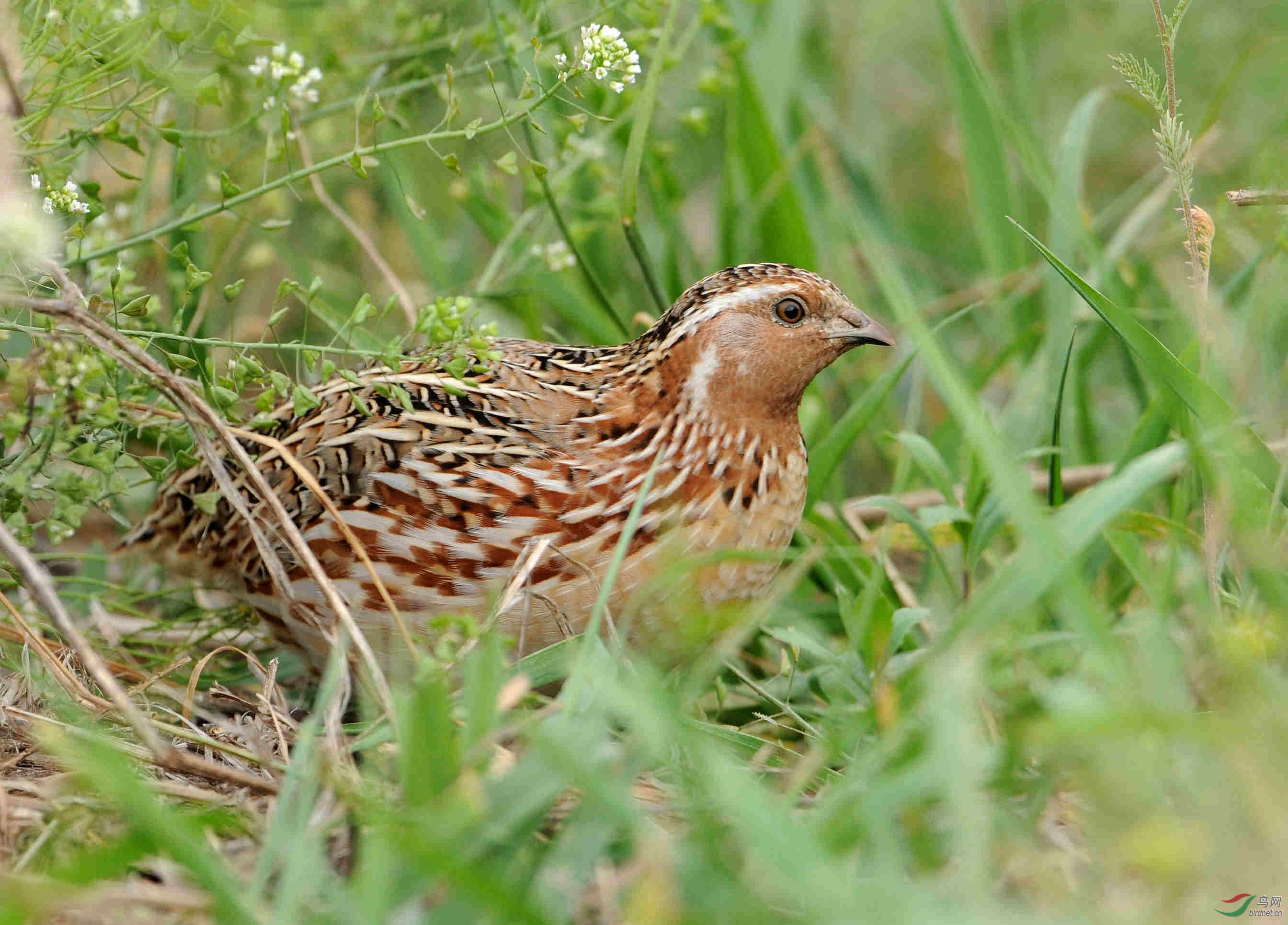 谷雨节气观日本鹌鹑