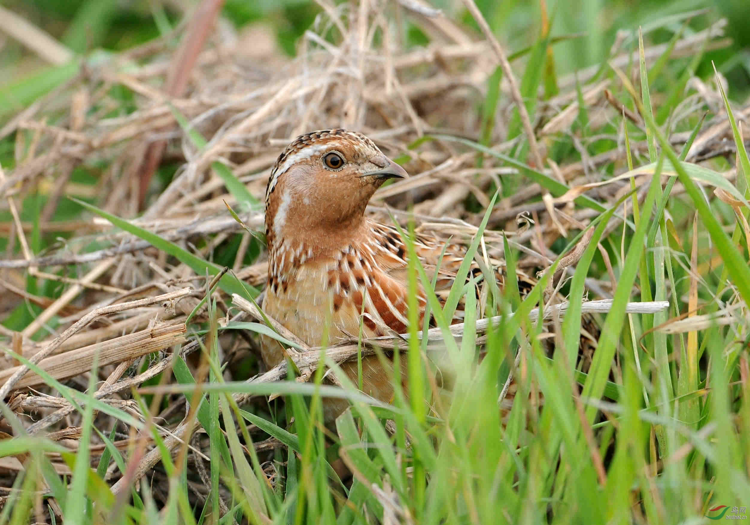 谷雨节气观日本鹌鹑