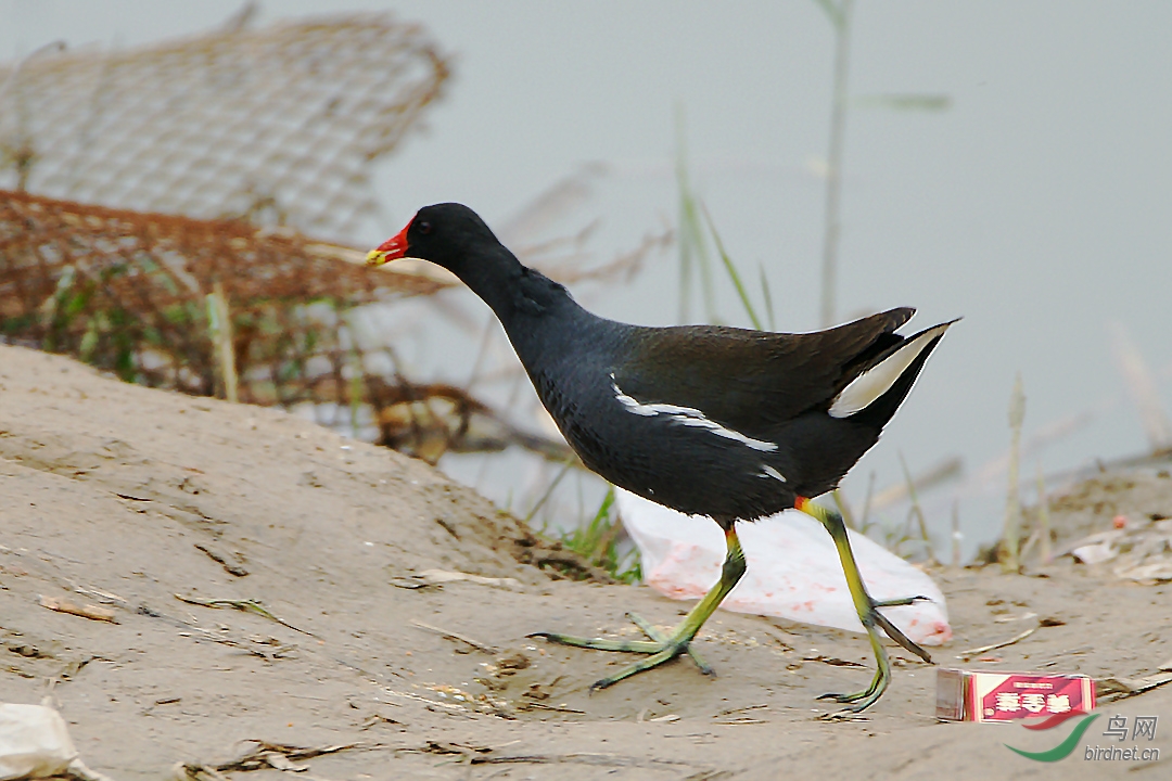 小河边的黑水鸡