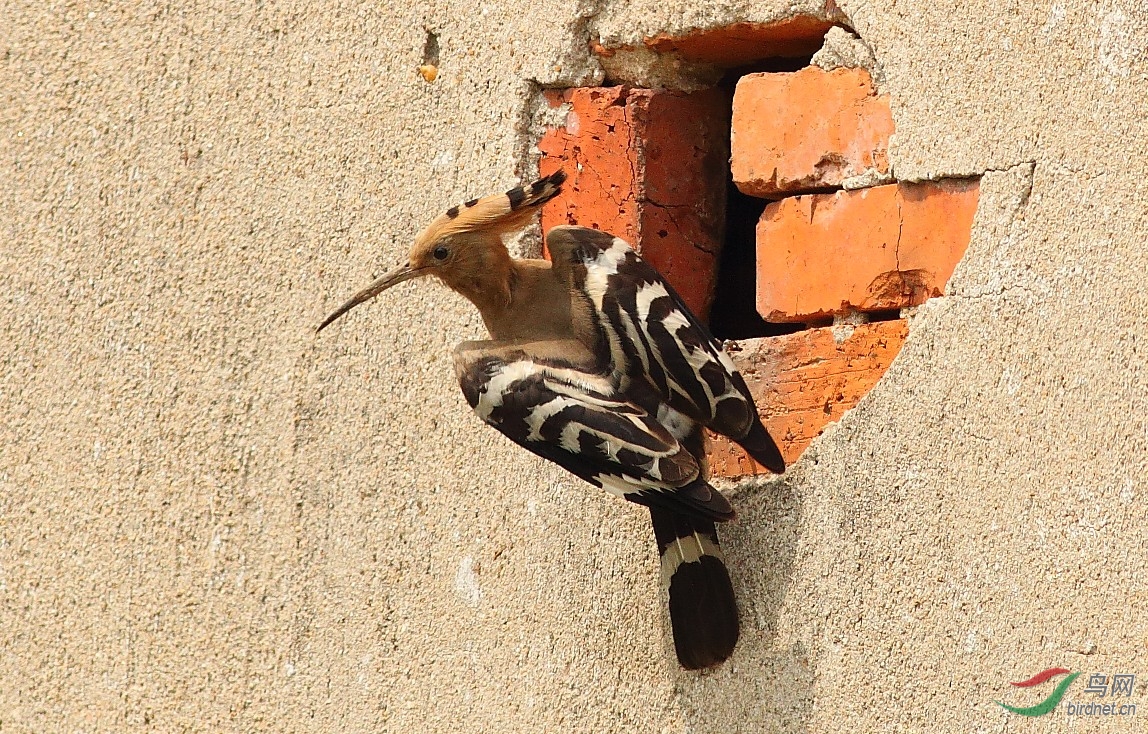 拍鸟途中一一打狼