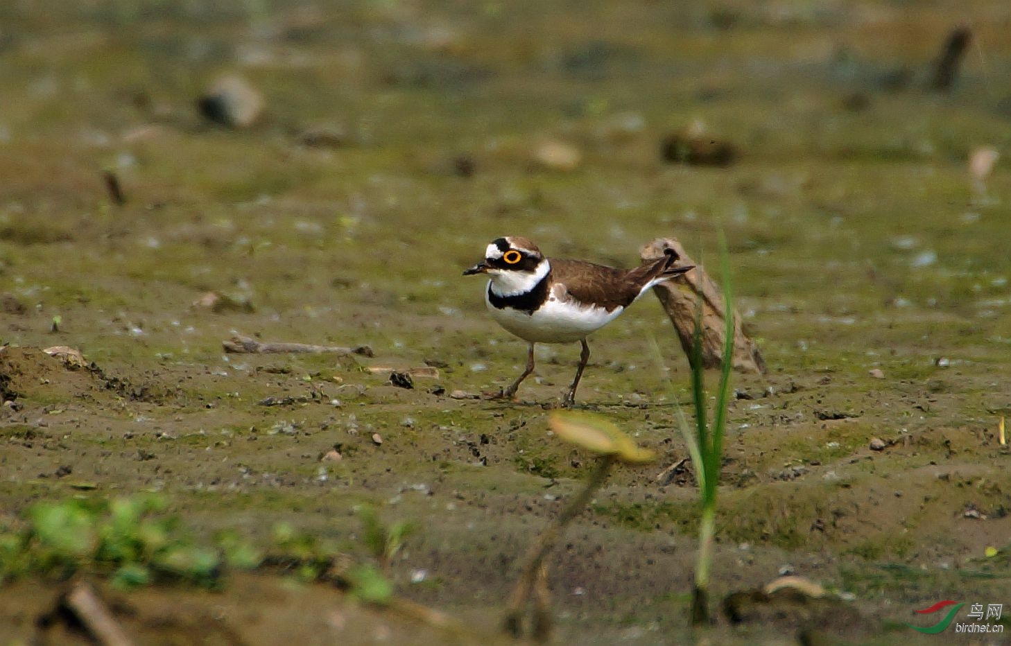 金眶鸻(沙河水库泥塘)