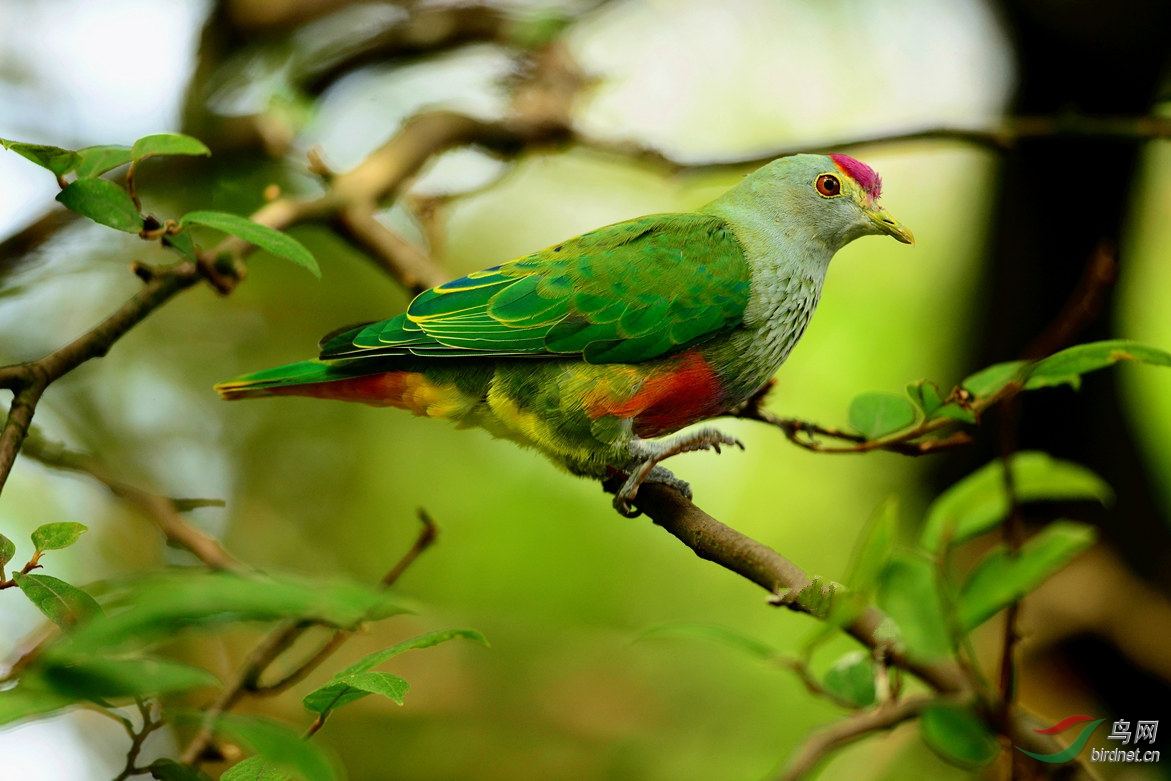 美丽的粉顶果鸠
