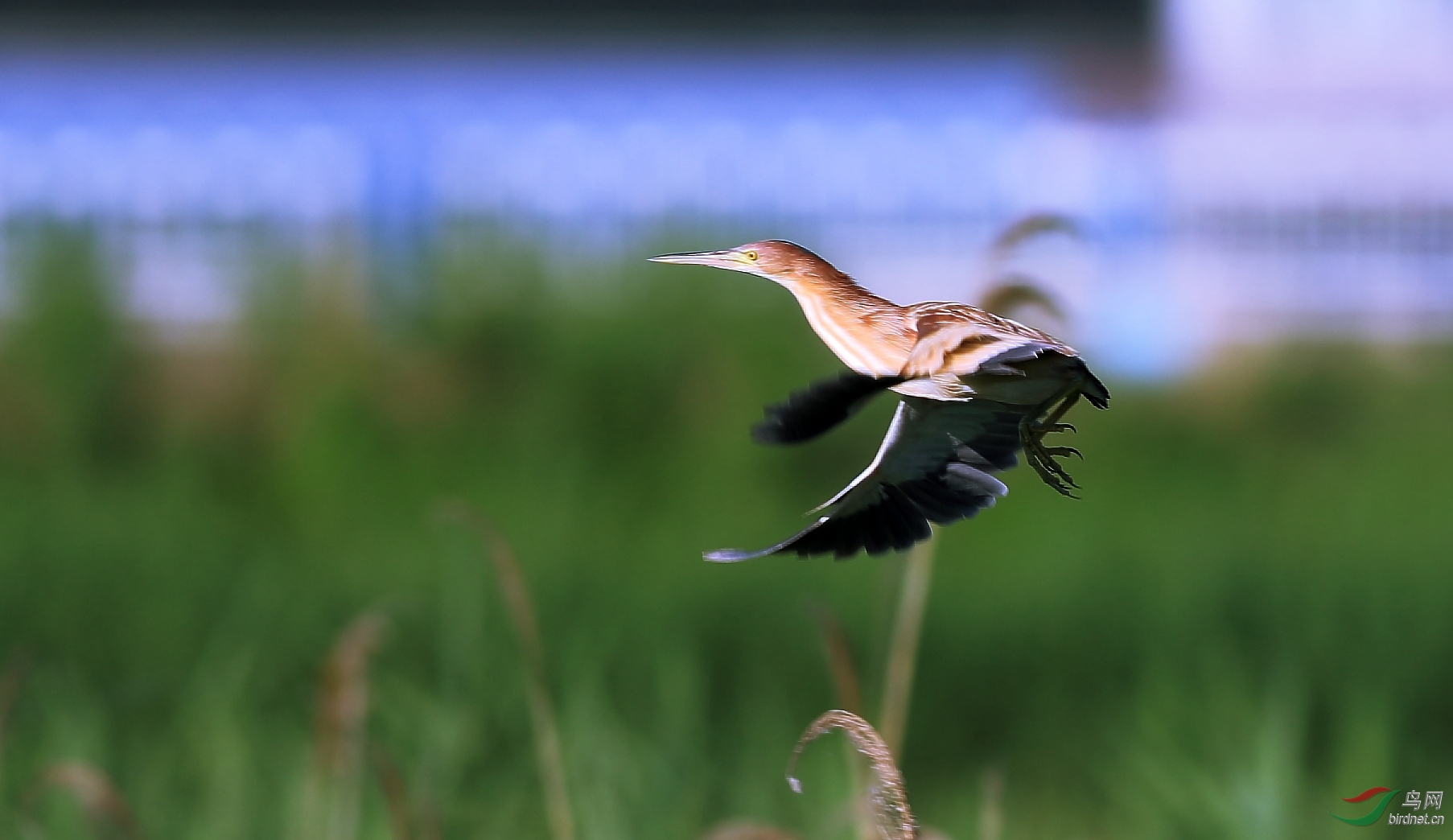 (欢迎各位鸟友跟帖)