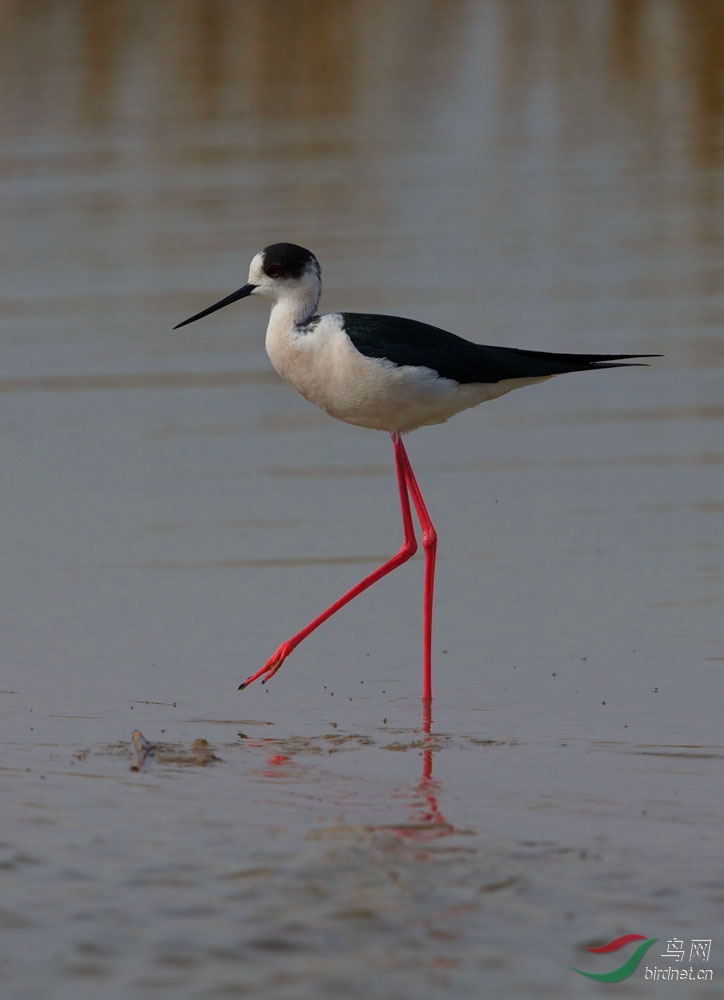 长腿鹬,腿就是长!