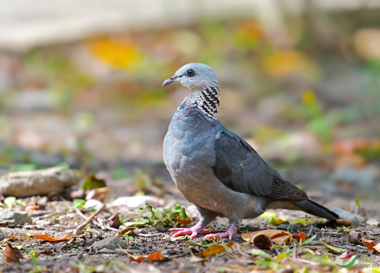台湾灰林鸽1.jpg