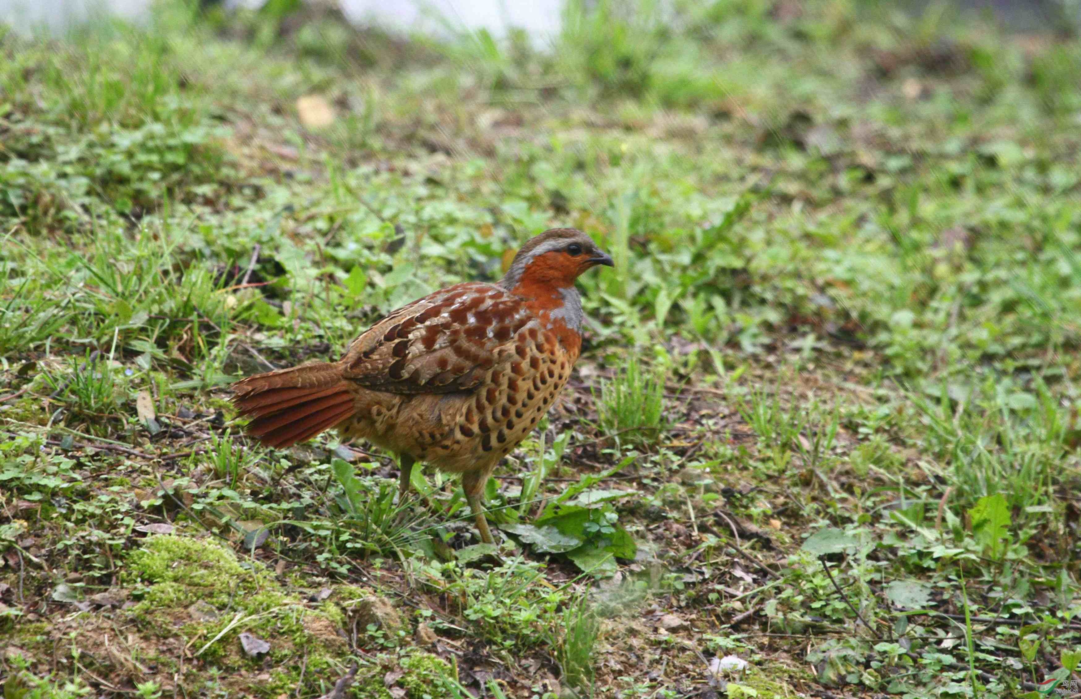 灰胸竹鸡