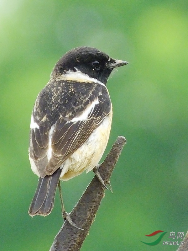 DSCF7546.jpg