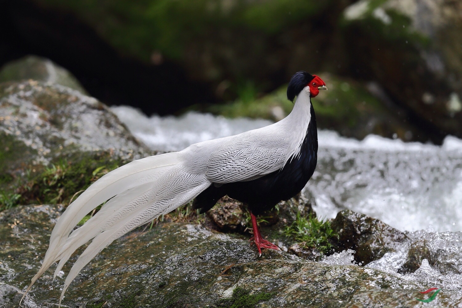 白娴祝周末快乐
