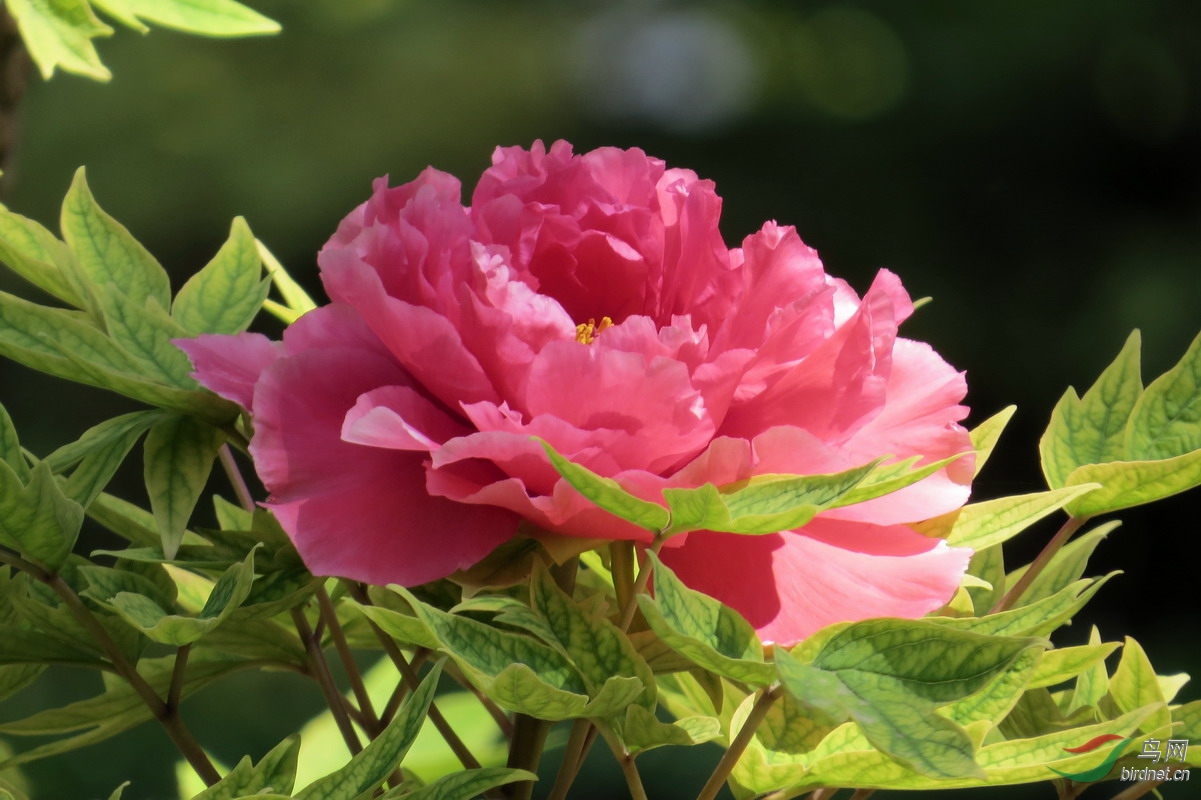 一组端庄别致的牡丹单花