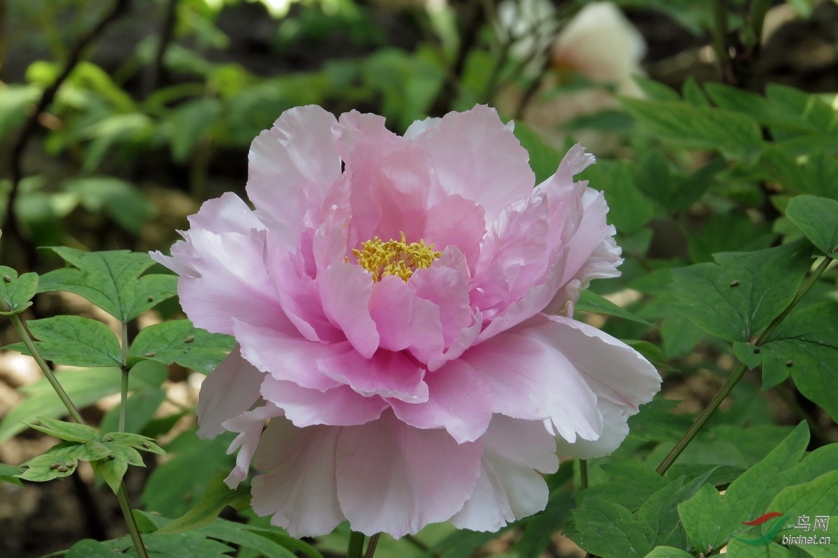 一组端庄别致的牡丹单花