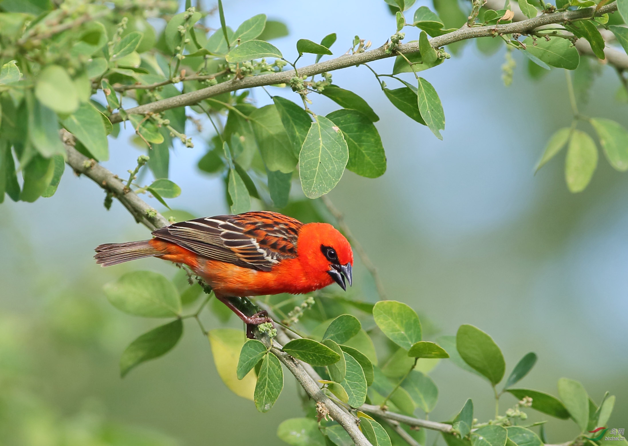 毛里求斯的红艳织雀