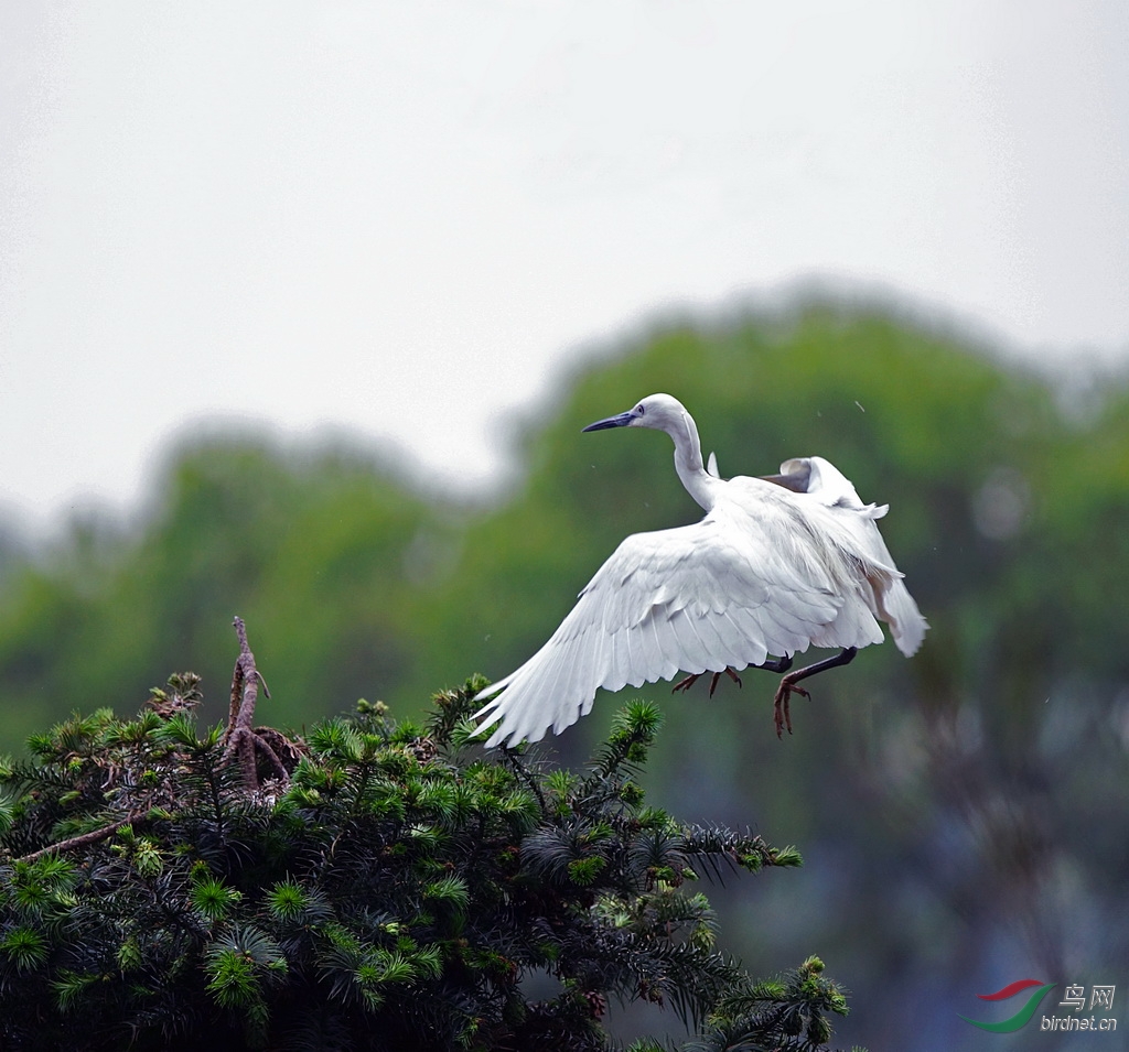 飘洒俊逸-鹭姿 - 四川版 sichuan 鸟网