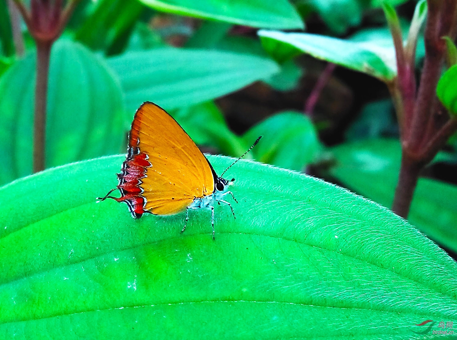 《浓紫彩灰蝶 》