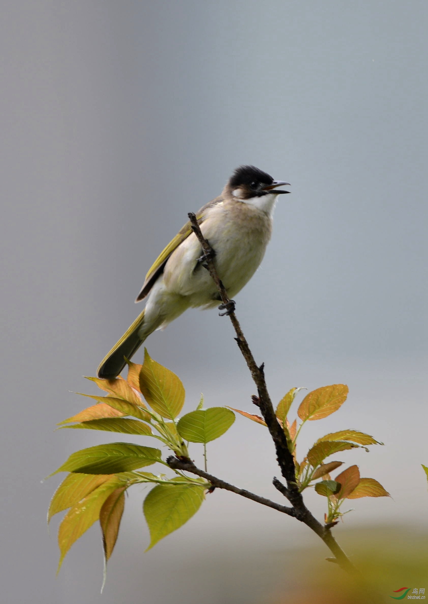 引亢高歌的白头鹎亚种