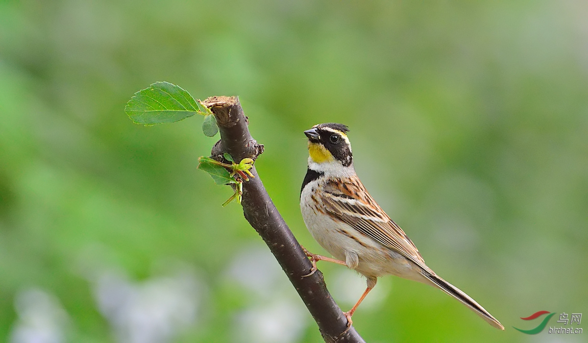 几张枝上黄喉鹀
