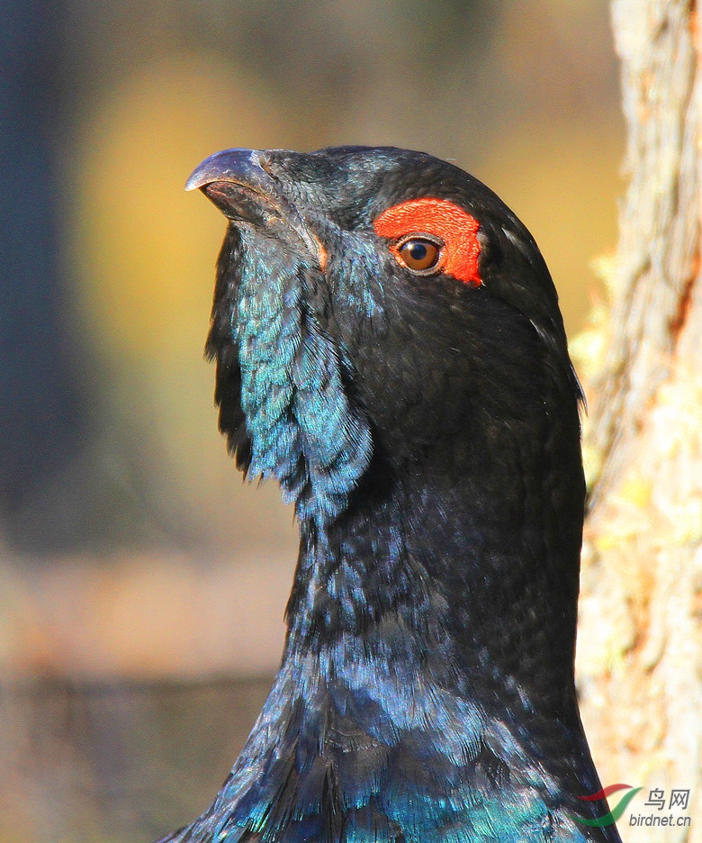 我的名字黑嘴松鸡
