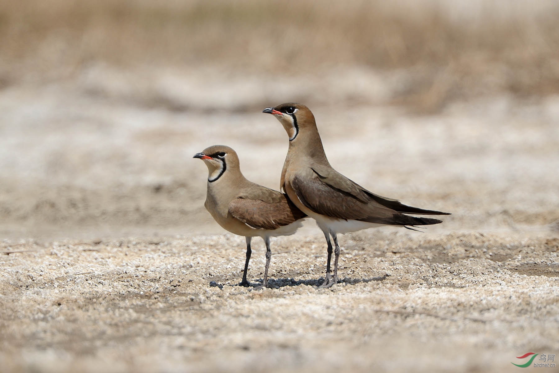 普通燕鸻——求爱