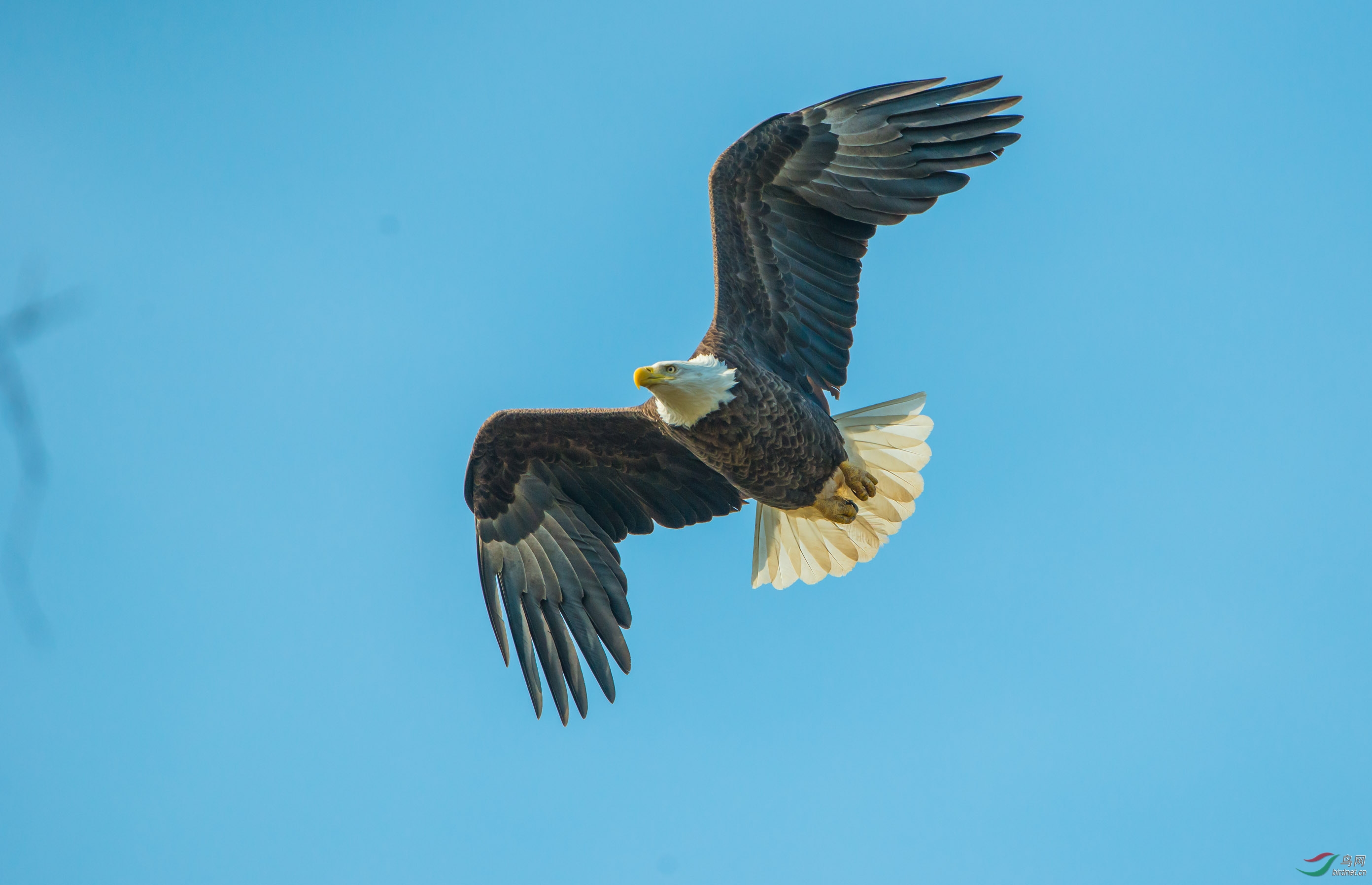 再发美国国鸟白头海雕