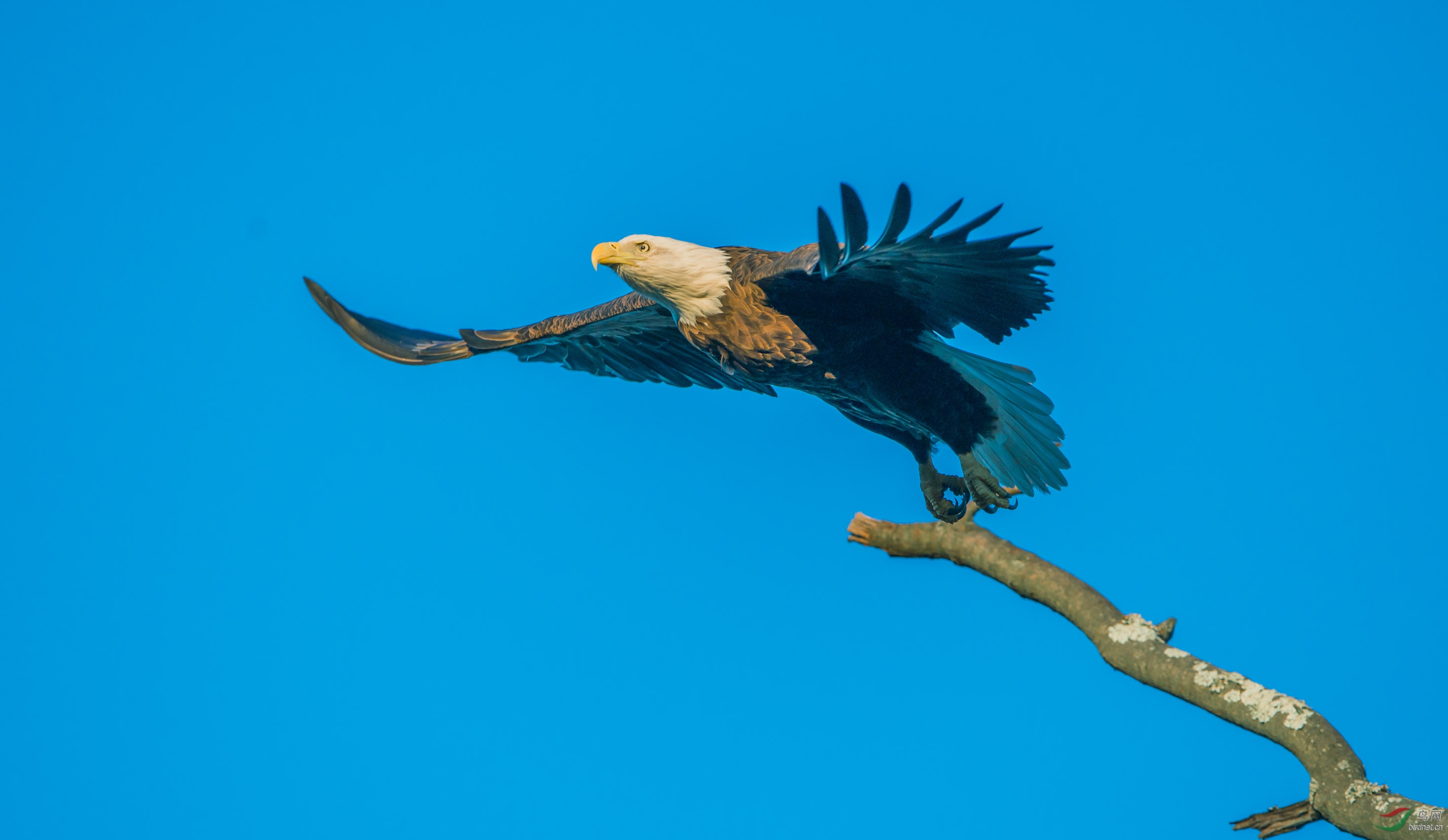 再發美國國鳥-白頭海雕