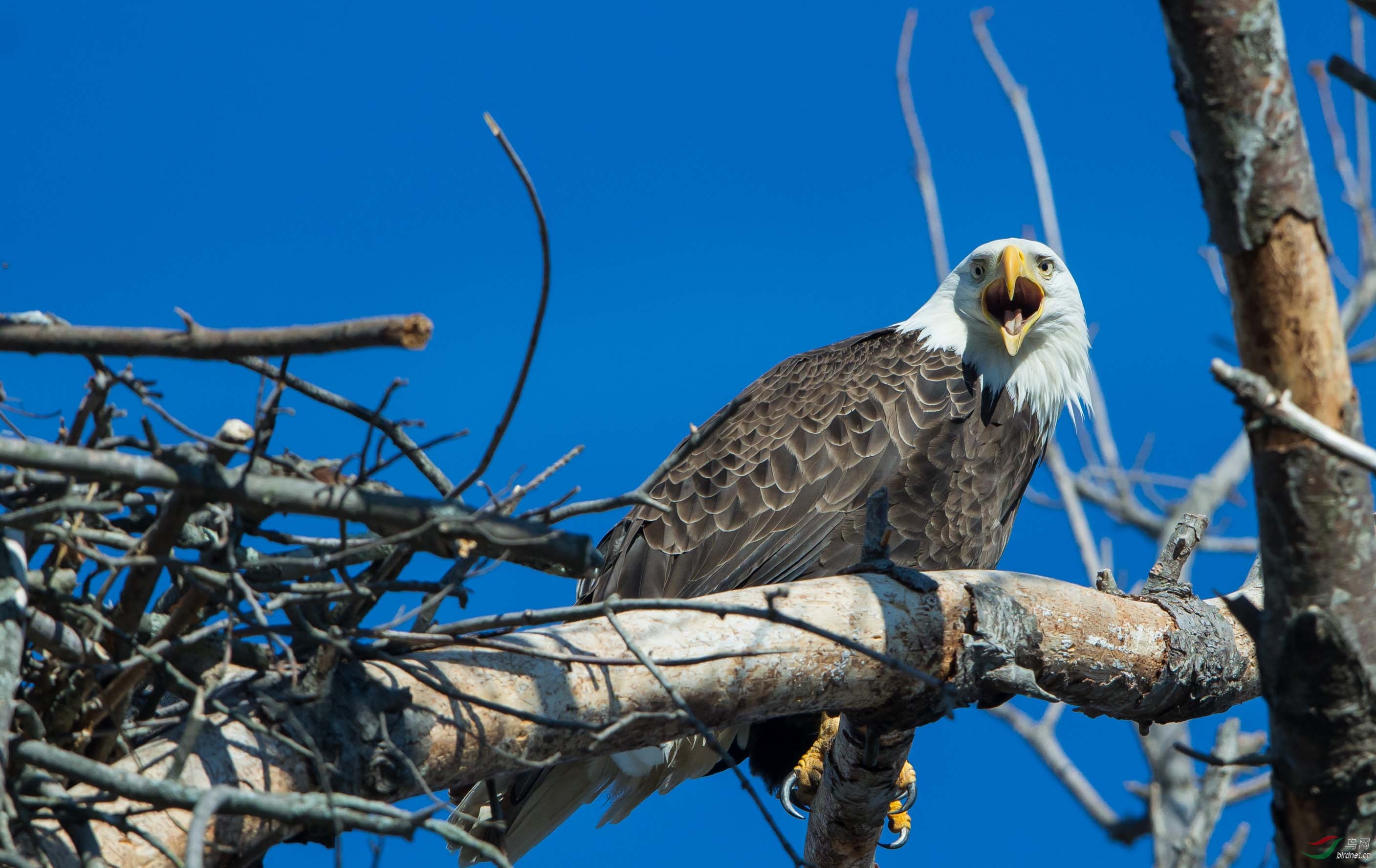 再发美国国鸟白头海雕