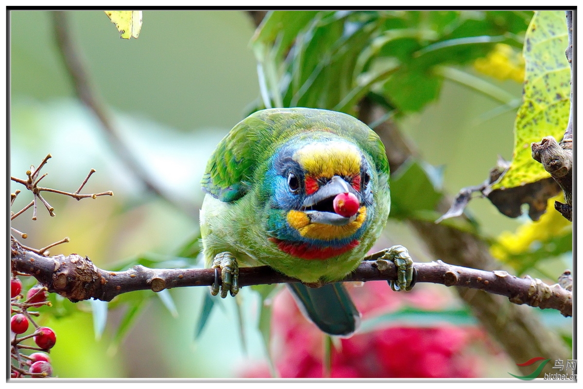 五色鸟 **祝大家五一假期快乐