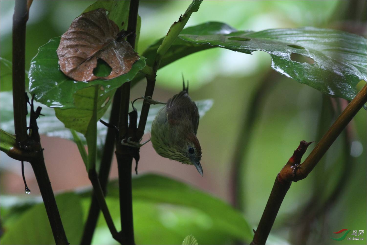 躲雨的纹胸巨鹛记录版