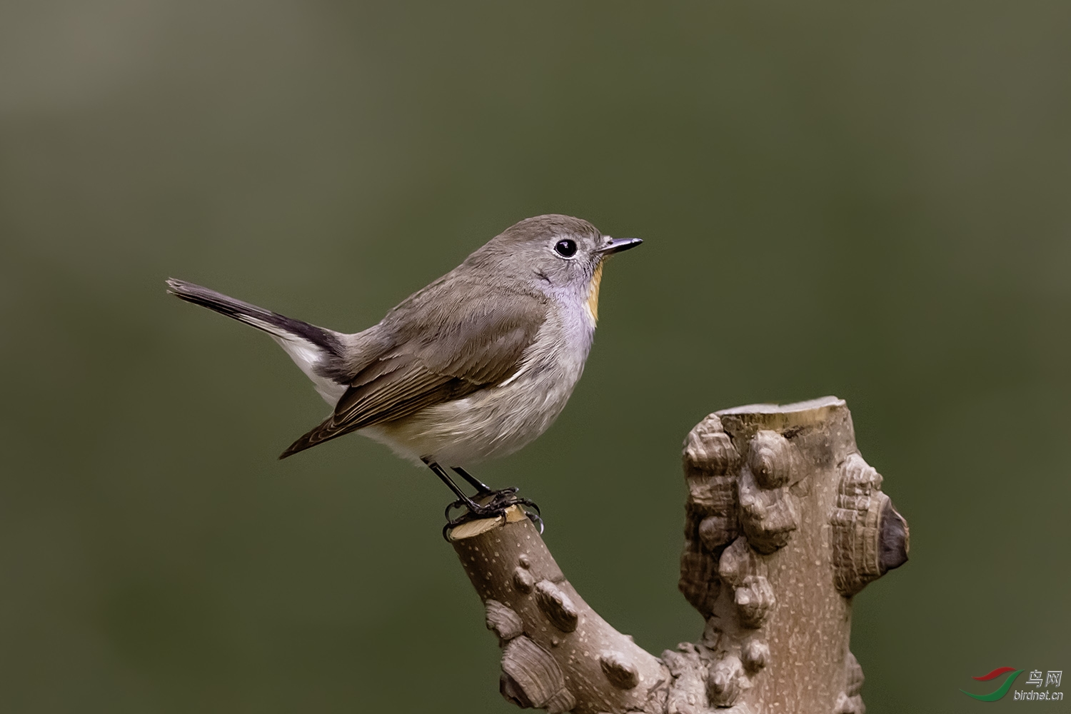 神木上的红胸姬鹟