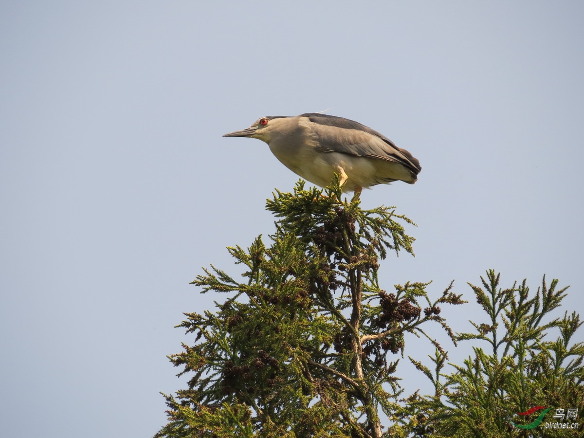 崇明島東平森林公園拍的幾隻鳥