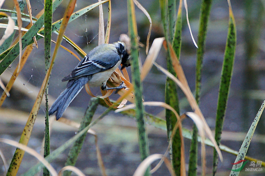 吃草籽的大山雀
