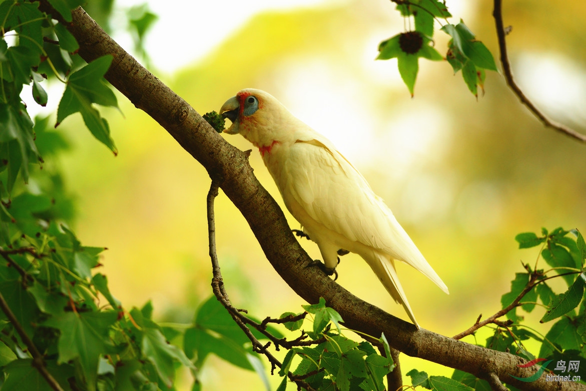 近拍长嘴凤头鹦鹉