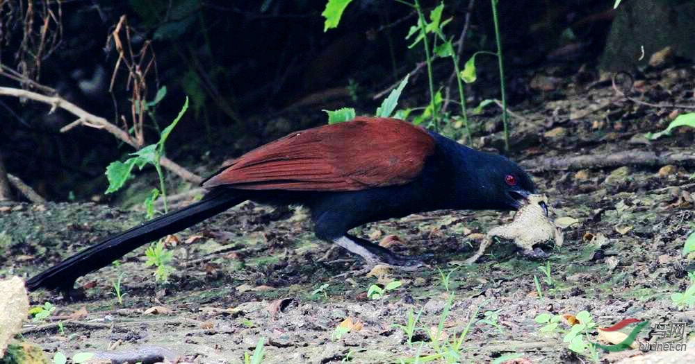 红毛鸡捕食蛤蟆