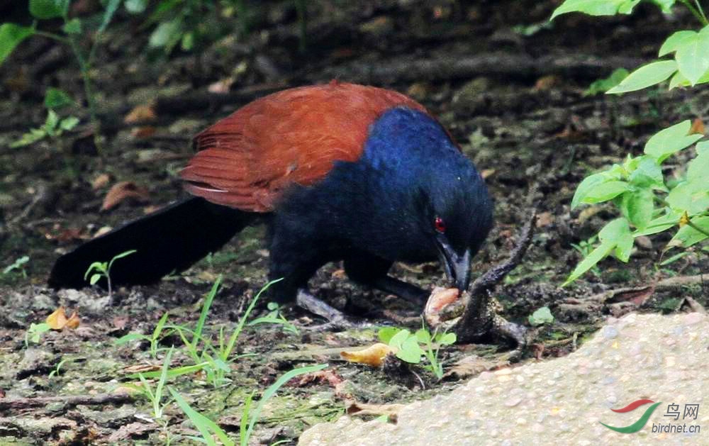 紅毛雞捕食蛤蟆