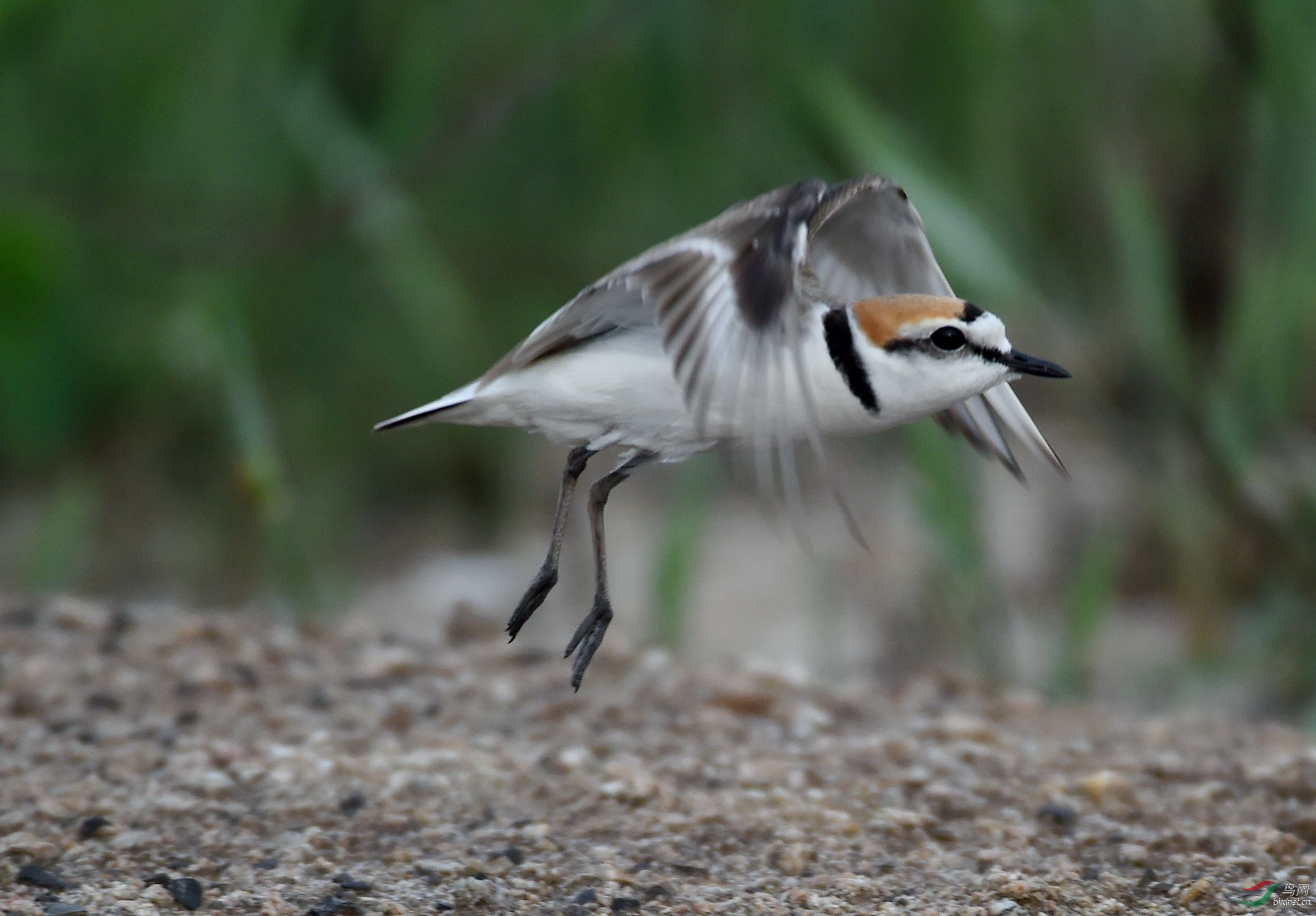 环颈鸻6709 (5)_副本.jpg