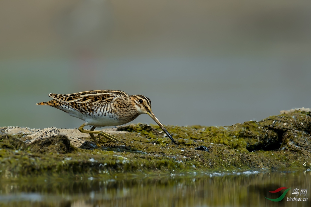 水鸟扇尾沙锥天上掉下个粘豆包针尾沙锥奇遇记