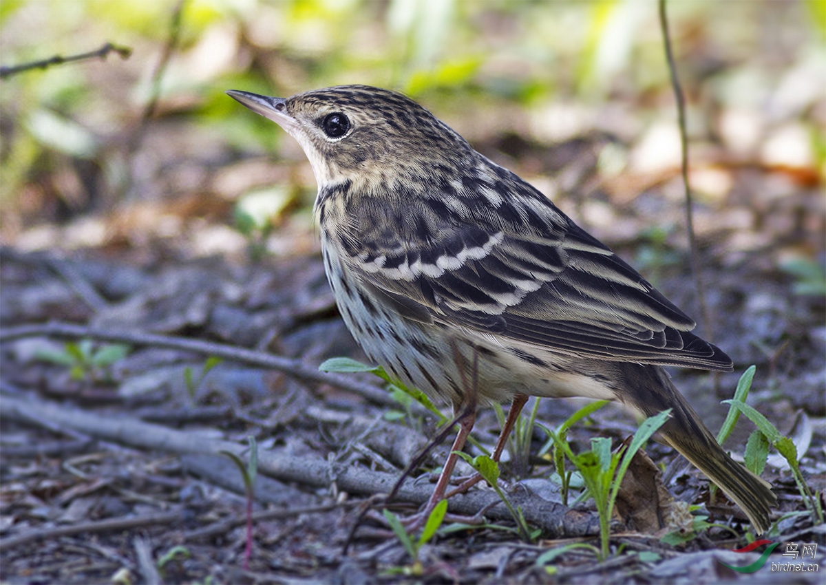 保护北戴河湿地刻不容缓