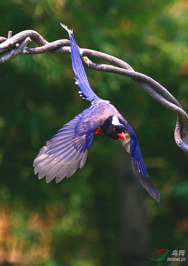 红嘴蓝尾雀飞食表演秀