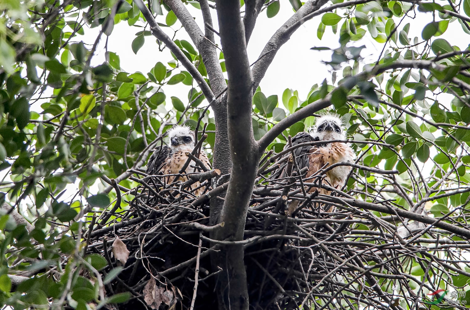 两只凤头鹰雏鸟