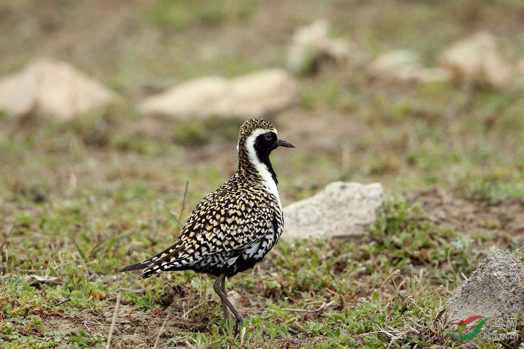 石河拍金鸻 - 河北版 hebei鸟网