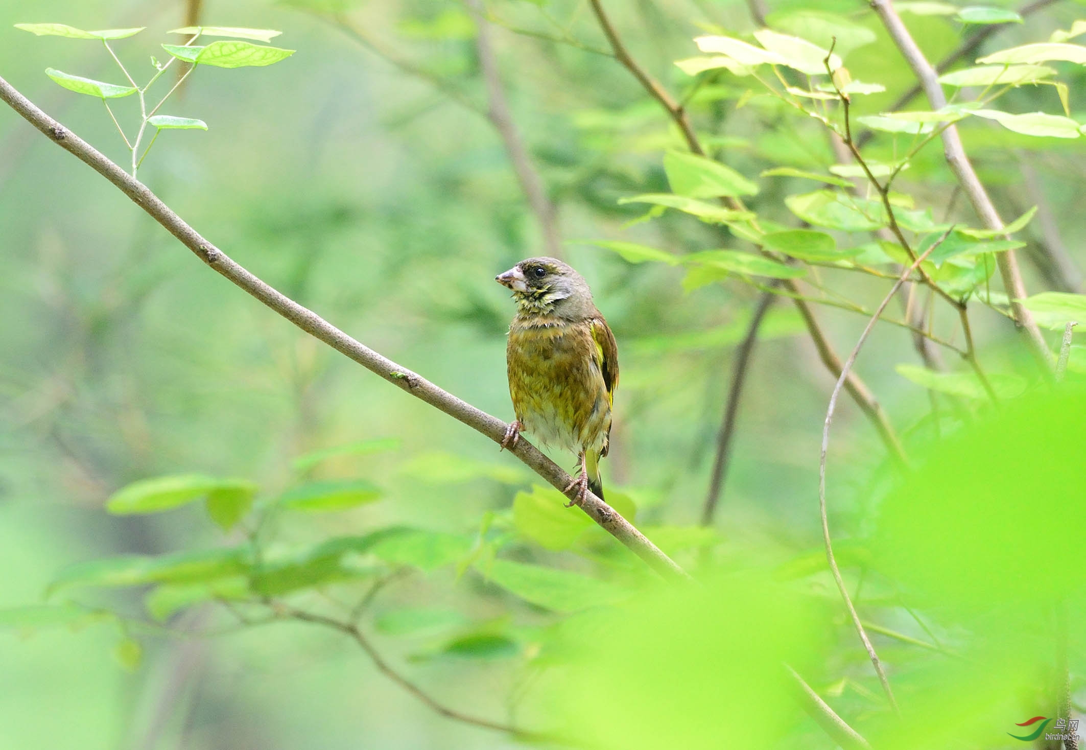 绿朦胧,鸟朦胧 - 河北版 hebei 鸟网