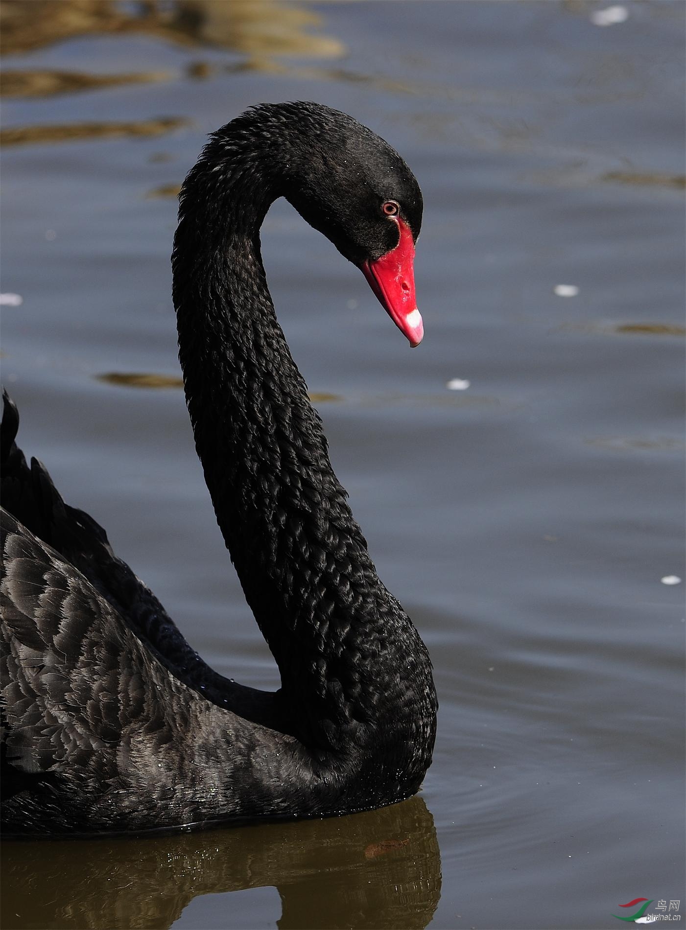 天鹅特写