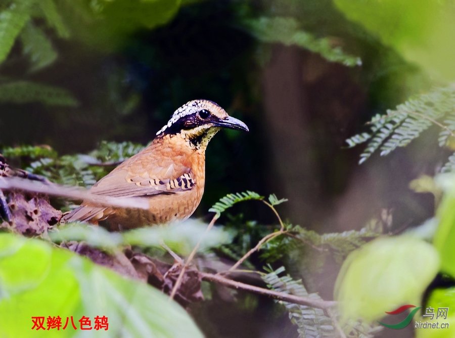 双辫八色鸫图片